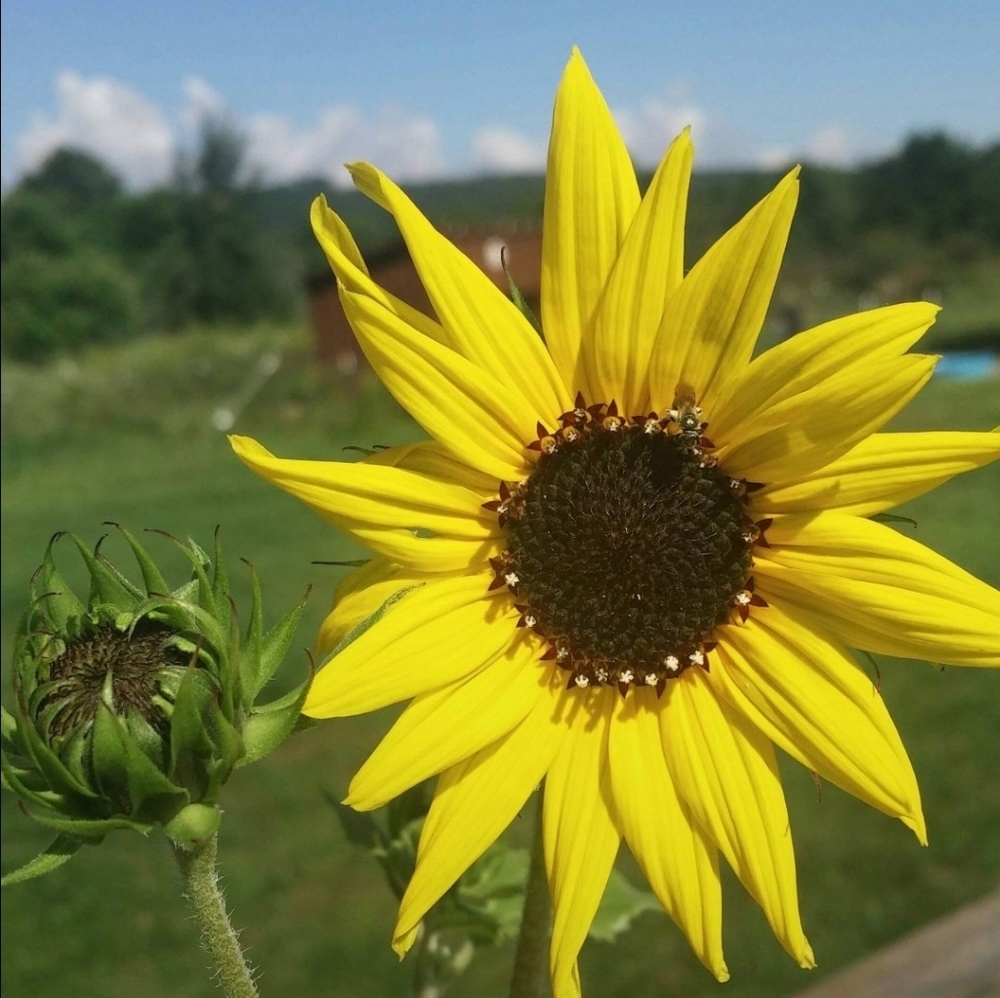 Meet your Posher, Denise